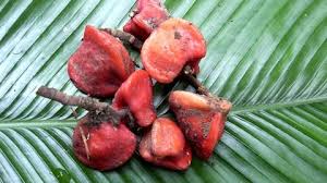 Image result for Pentadiplandra brazzeana