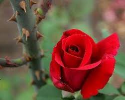 A rosa e os espinhos – Arautos do Evangelho Bahia