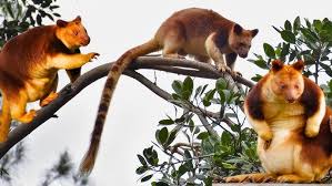Image result for tree kangaroo