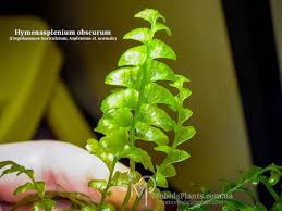 Image result for Asplenium normale