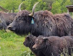 Image result for yak