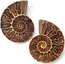 Ammonoid, also called ammonite, any of a group of extinct cephalopods (of the phylum mollusca), forms related to the modern pearly nautilus. Amazon Com Kalifano Extinct Natural Polished Ammonite Shell Pair Fossil Stone Mineral From Madagascar With Feng Shui Healing Properties Thought To Bring Wealth Prosperity And Relaxation Toys Games