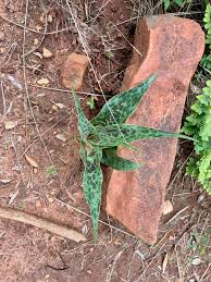 Image result for Cyphostemma lanigerum