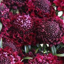Pin On Flower Inspiration