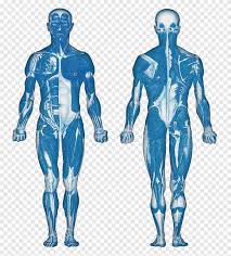 Wonderful internal organs of the human body anatomical chart. The Muscular System Anatomical Chart Muscle Anatomy Human Leg Human Body People Human Png Pngegg