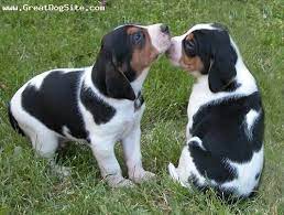Treeing Walker Coonhound Puppies Coonhound Puppy Treeing Walker Coonhound Walker Coonhound