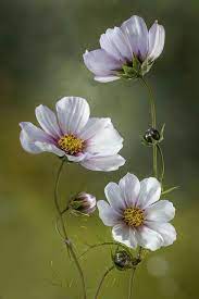 For My Dearest Parents Loving You 09 06 2017 Cosmos Flowers Amazing Flowers Flowers
