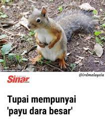 Pada suatu hari ketika faiz dan kumpulannya sedang merompak sebuah kedai emas,mereka telah bertembun dengan pihak polis. Reviuw Com Sepandai Pandai Tupai Melompat Akhirnya Facebook