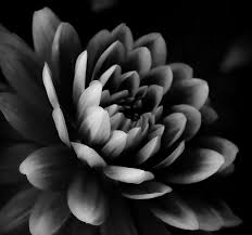 Dahlia Bw I By Athena Mckinzie In 2020 Black And White Flowers Black And White Pictures Black And White Photographs