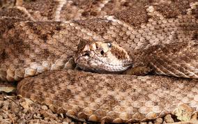 Approach the snake with caution and look for a rattle. Snake Identification And Snake Myths Wenatchee Outdoors