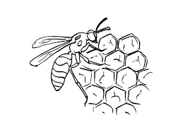 abeille et alveoles a imprimer coloriage image octonautes super colorants