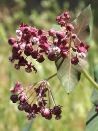 Image result for Asclepias