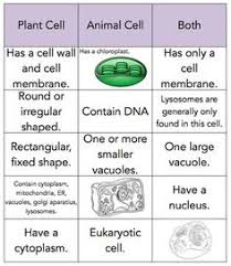 However, chroloplast is not present in all parts of the plant. 190 Science Cells Ideas Science Cells Teaching Science Science Lessons