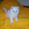 Luxurious, beautiful, healthy, pedigreed persian's available exclusively from agapepersian. Https Encrypted Tbn0 Gstatic Com Images Q Tbn And9gctqbnnjsvl Ttrquyfp Nknxlrusffj4imdht Mvlzwotl5nrh7 Usqp Cau