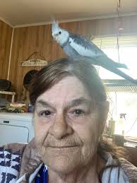 Lake County Ohio Lost and Found Pets Alert