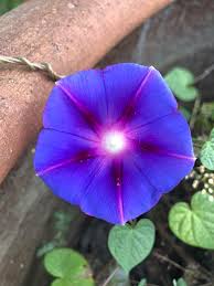 Image result for Ipomoea tricolor