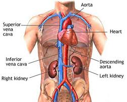 I had a benign cyst removed from my throat 7 years ago and this triggered my burni. Human Body Biology Quiz Questions Learn More About Human Body Science Quiz Q4quiz