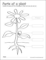 Label And Color The Parts Of A Plant A Free Printable First Grade Activity Greenplant Floweringplant Parts Of A Plant Plants Worksheets Parts Of A Flower