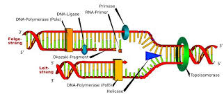 _____ yuan li _____ (5 points in total. Dna And Rna Replication