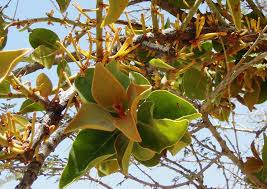 Image result for Phragmanthera