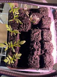 Image result for Paropsia brazzeana