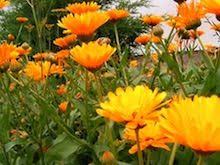 Ringelblumensalbe Selber Machen Herstellen Rezepte Philognosie Ringelblumensalbe Selber Machen Salbe Heilpflanzen