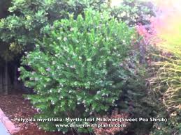 Image result for Polygala schinziana