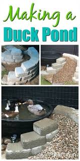 Most constructed backyard ponds are designed and built with the intention of keeping fish and plants, not ducks. Making A Duck Pond Thriftyfun