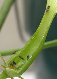 Image result for Ceropegia monteiroae