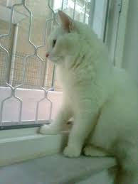 Pencere Guzeli Kedi Ve Ev Icin