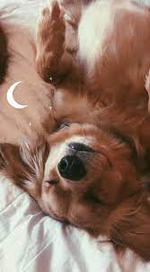 Cutepuppywallpaper Cute Puppy Wallpaper Cute Dog Wallpaper Cute Animals