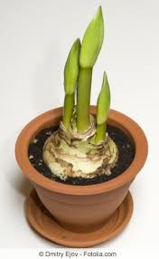 Fur mich ist heimat ein sehr kompliziert begriff, weil ich associire mit der viele verschiedene sache. Amaryllis Pflege Nach Der Blute Tipps Fur Verbluhte Rittersterne Gartenlexikon De