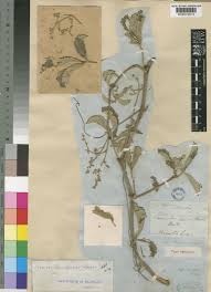 Image result for Cyphostemma lanigerum