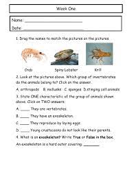 Introduction vertebrates are animals in phylum chordata. Work Sheet On Introduction To Inverta Brate Https Www Sunwindenergy Com System Files Swe 0111 E Paper Pdf