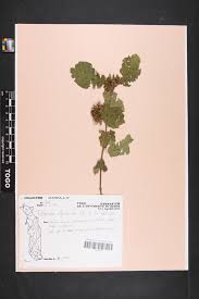 Image result for Telosma africana