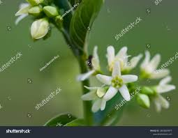 Image result for Vincetoxicum