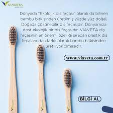 Bambu Dis Fircasi Bambu Dogal Bitki