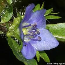 Image result for Hydrolea brevistyla