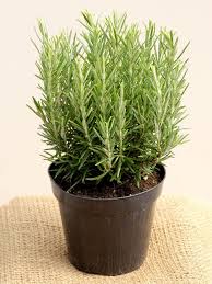 Diy Growing Rosemary Indoor And Outdoor Gowritter Sadovye Rasteniya Rasteniya Domashnie Rasteniya