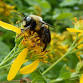 Pollinator Power