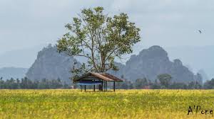 We did not find results for: Pemandangan Sawah Padi Panorama Indah Kedah Darulaman Facebook