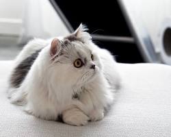 ミヌエット catの画像