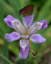 Image result for Disperis virginalis