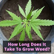Which lights are best for growing weed? How Long Does It Take To Grow Weed And How To Speed It Up