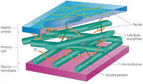 What makes up the plant cell wall? Plant Cells Chloroplasts Cell Walls Learn Science At Scitable