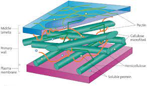Check spelling or type a new query. Plant Cells Chloroplasts Cell Walls Learn Science At Scitable