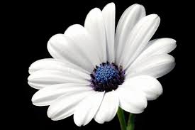 White flowers and blooms stock images and photos, of all types, perennials, annuals, shrubs, trees, vines, bulbs, for the white garden landscape. Simple Light Clean White Flower Black Background Stock Photo Image Of Clean Dark 111601822