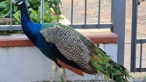 Punta Marina, la colonia di pavoni torna a dividere: il Comune punta al censimento degli esemplari