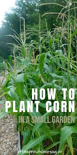 Maybe you would like to learn more about one of these? How To Plant Corn In A Small Garden