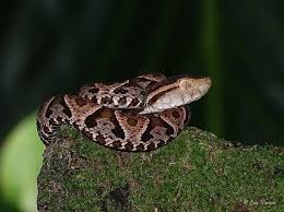 Image result for Bothrops asper